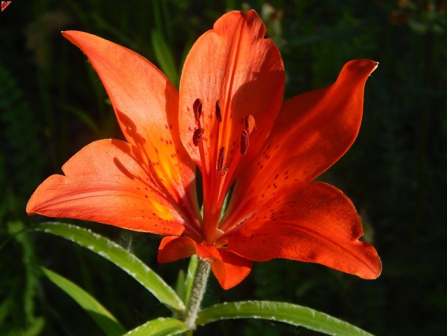 Лилия пенсильванская даурская lilium pensylvanicum