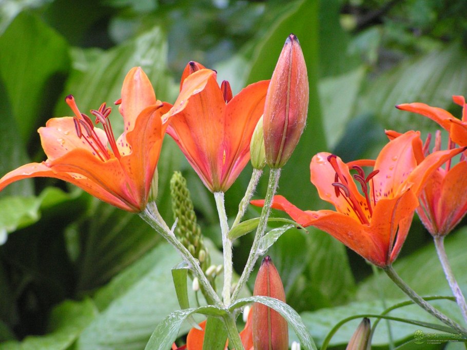 Лилия даурская саранка