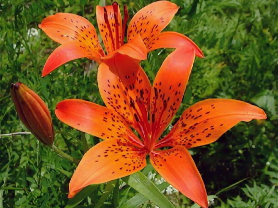Тигровая лилия (lilium lancifolium)