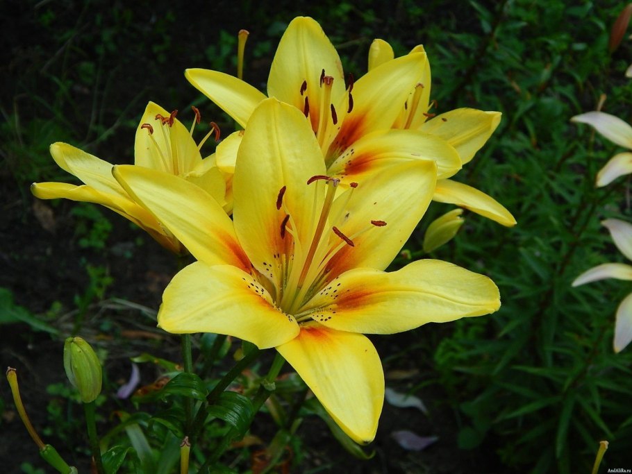 Лилия голден матрикс