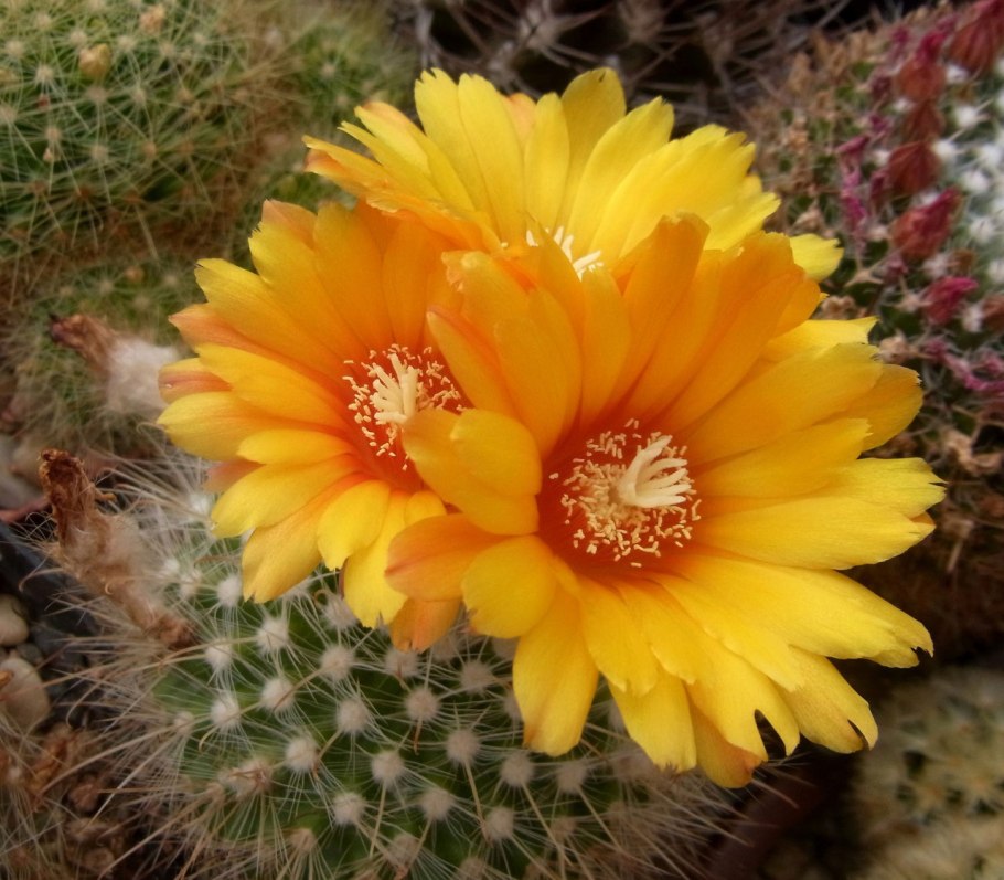 Кактус Parodia aureispina