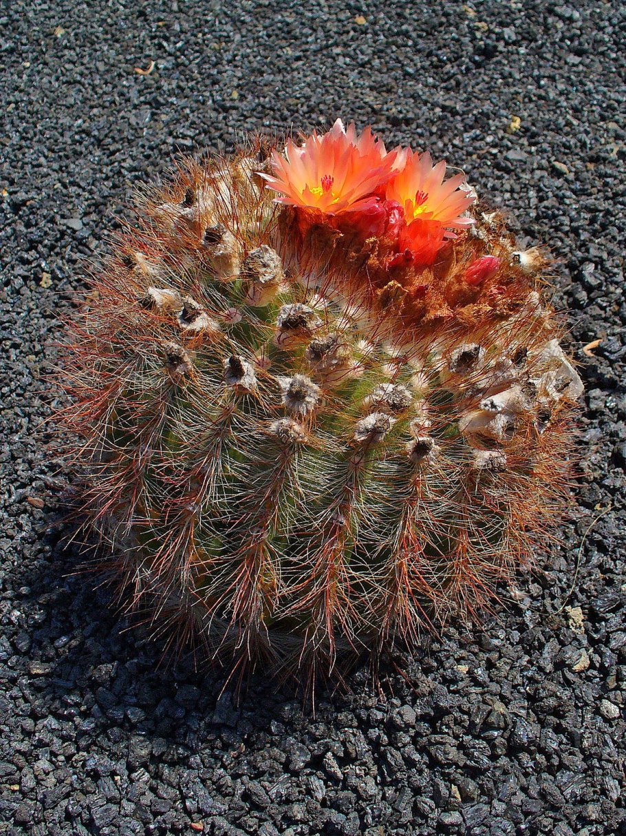 Нотокактус уэбельманнианус