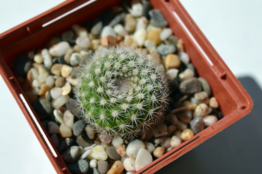 Пародия Формоза Кактус