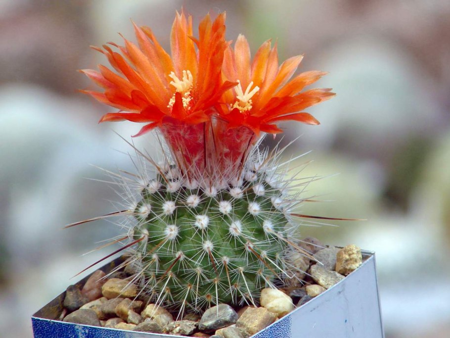 Parodia aureispina пародия золотистоколючковая