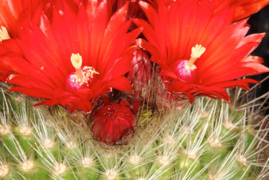 Пародия мелкосемянная