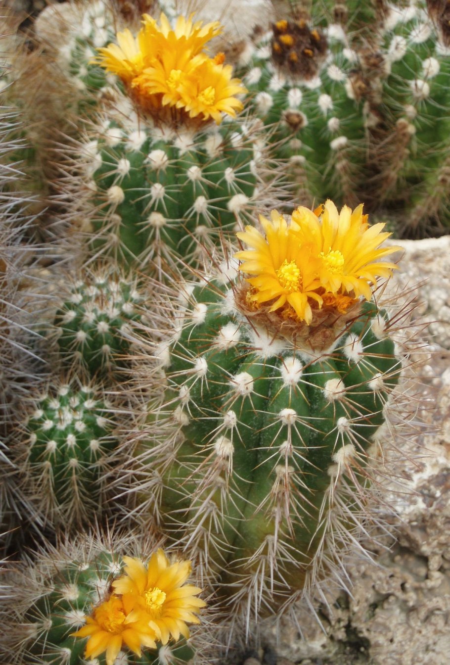 Кактус Parodia comosa