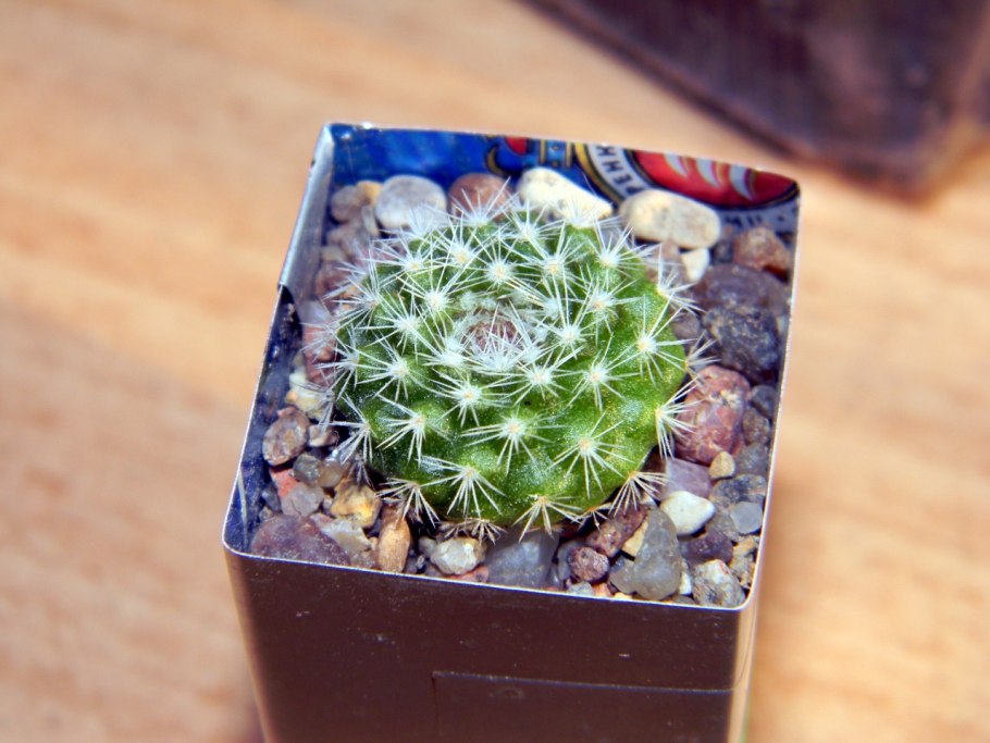 Пародия Формоза Кактус