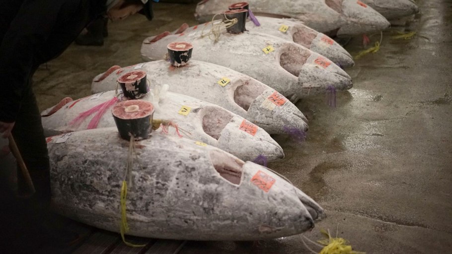 Тунец на рынке в японии