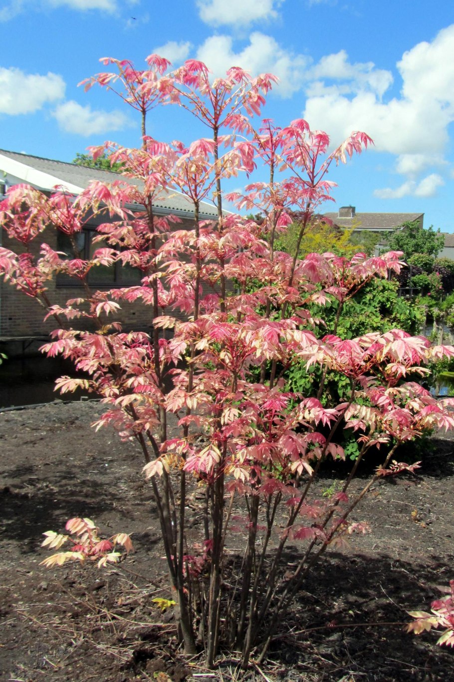 Туна китайская Фламинго