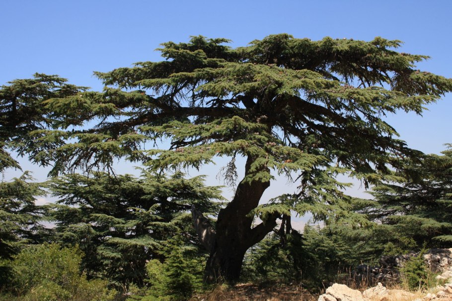 Все семь видов тунцов