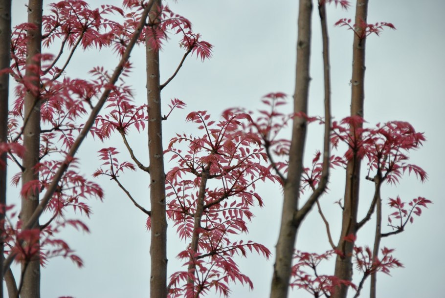 Цедрела китайская