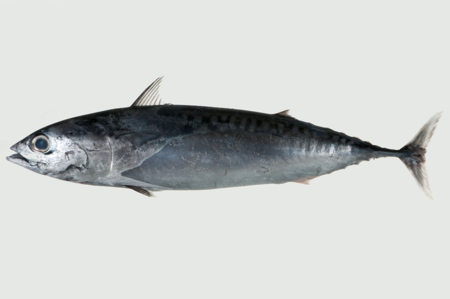 Макрелевый тунец