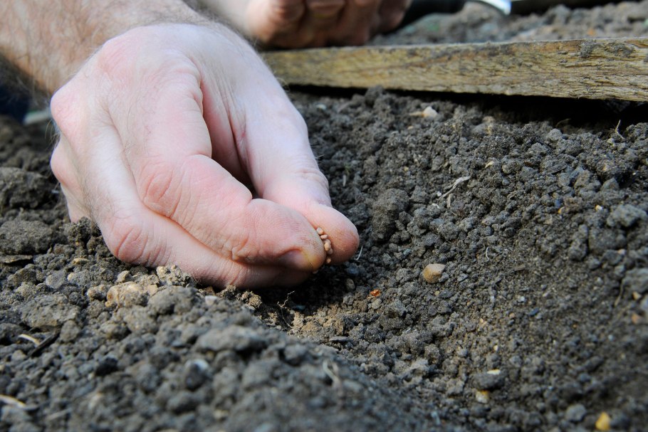 Посадка семян в грунт