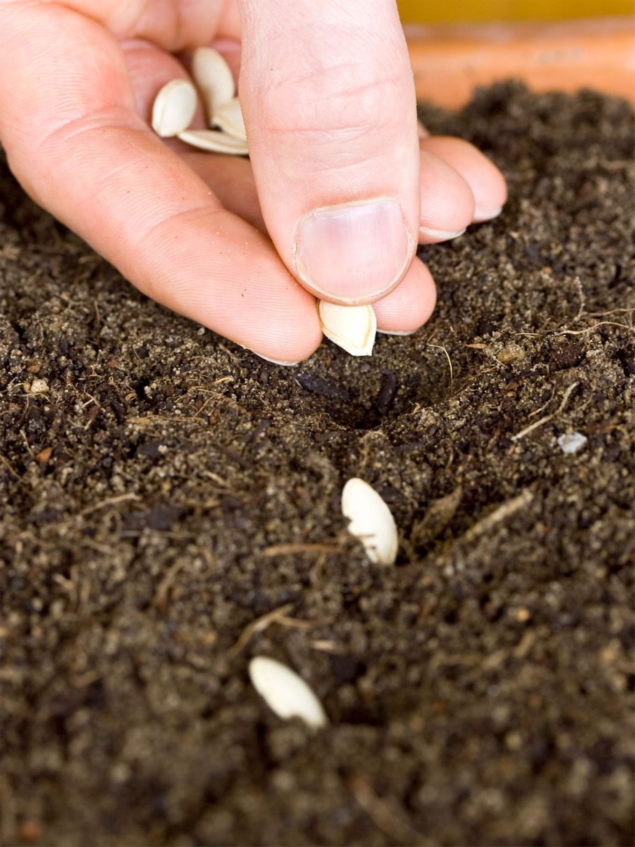 Сажать семена