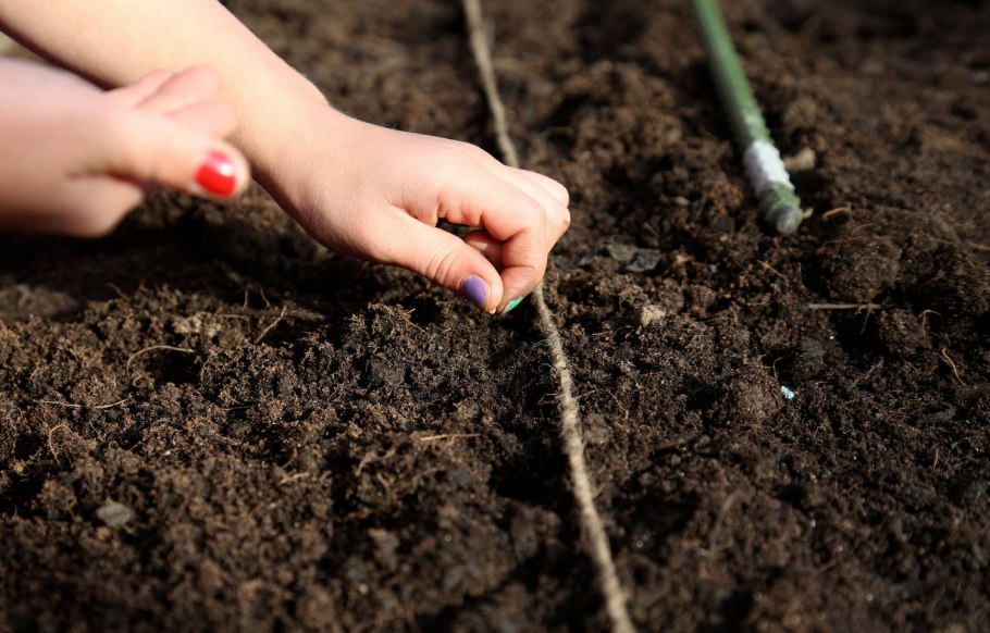 Посев семян