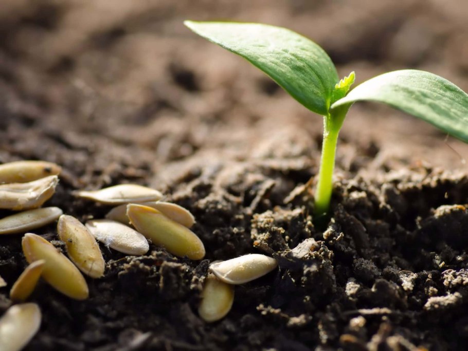 Невсхожие семена