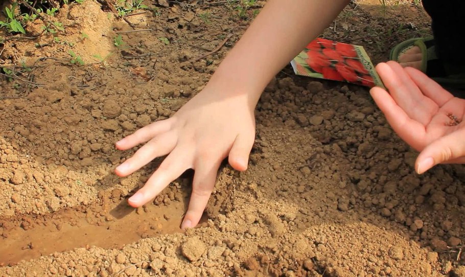 Посев в открытый грунт