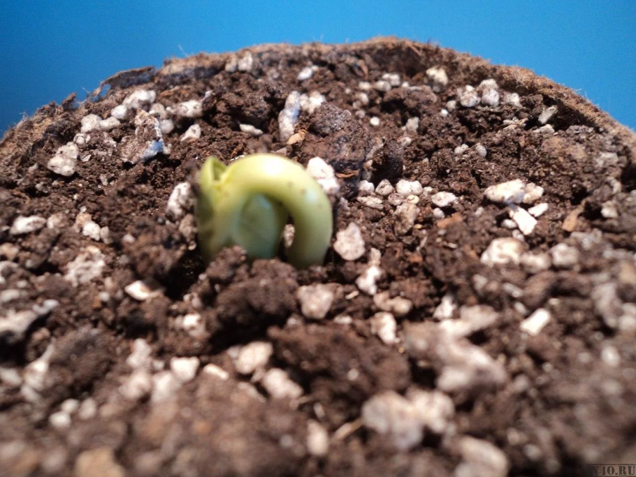Проростки в земле
