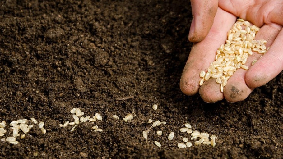 Семя в почве