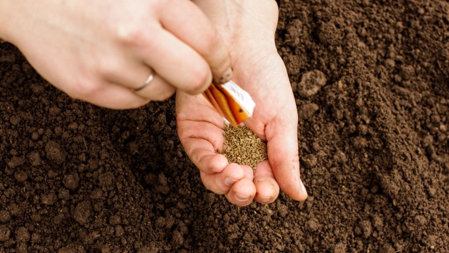 Посев семян в грунт