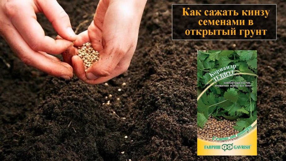 Посев семян в открытом грунте