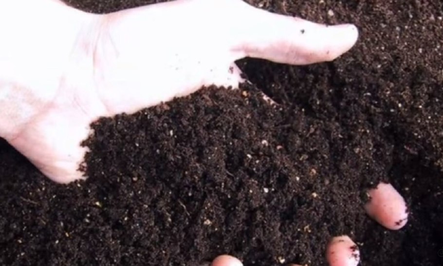 Посев в грунт