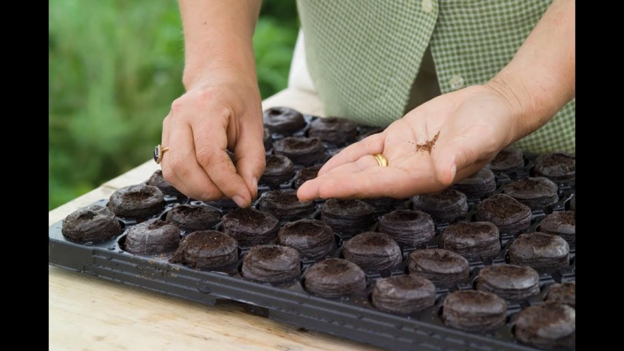 Посев семян в торфяные таблетки на рассаду