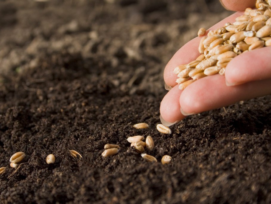 Семена для посадки