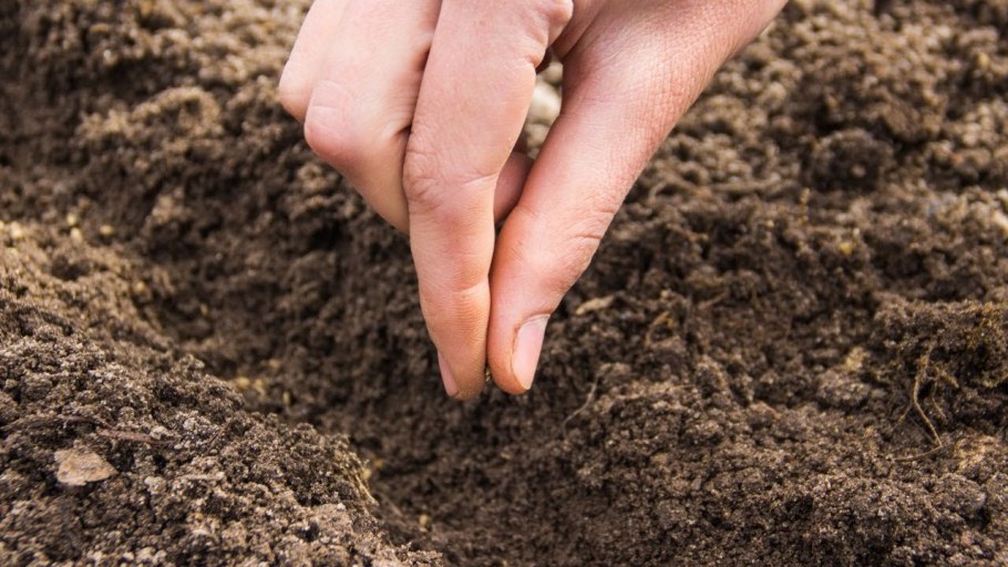 Морковь сажать