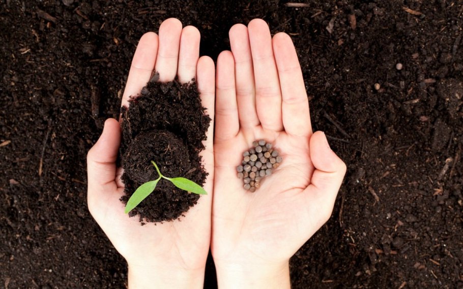 Семена в руке