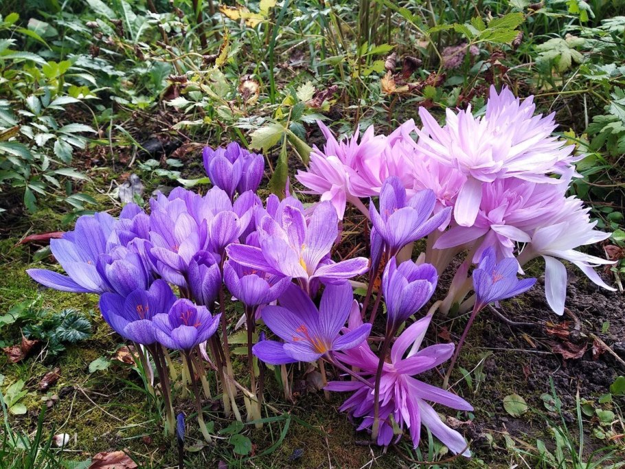 Colchicum speciosum
