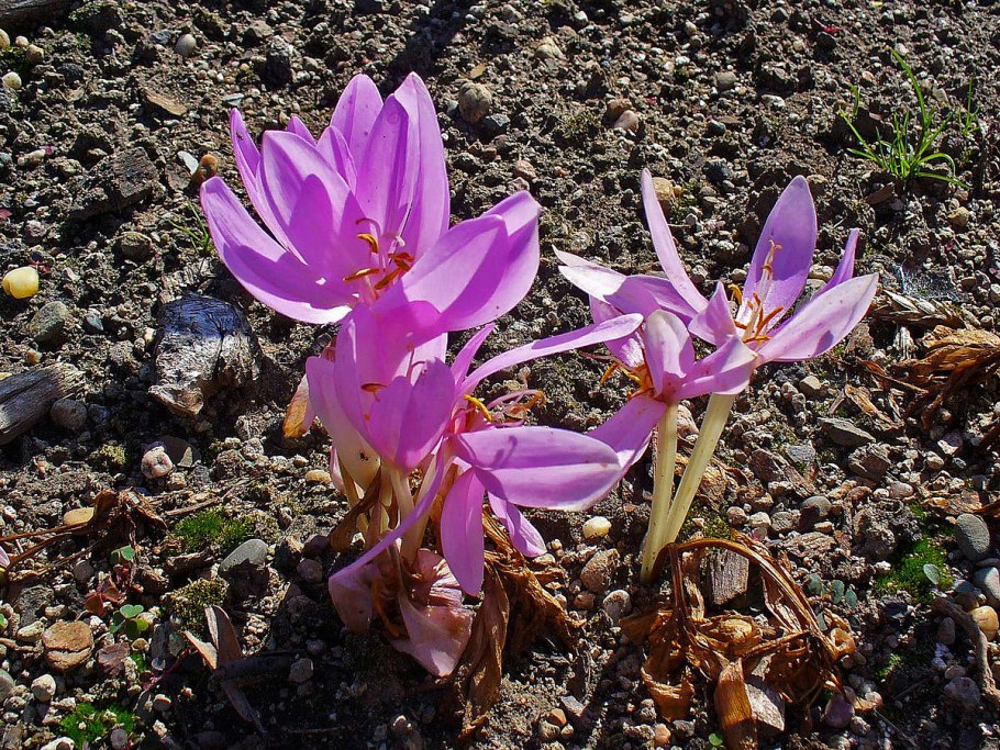 Безвременник (Colchicum) Waterlily