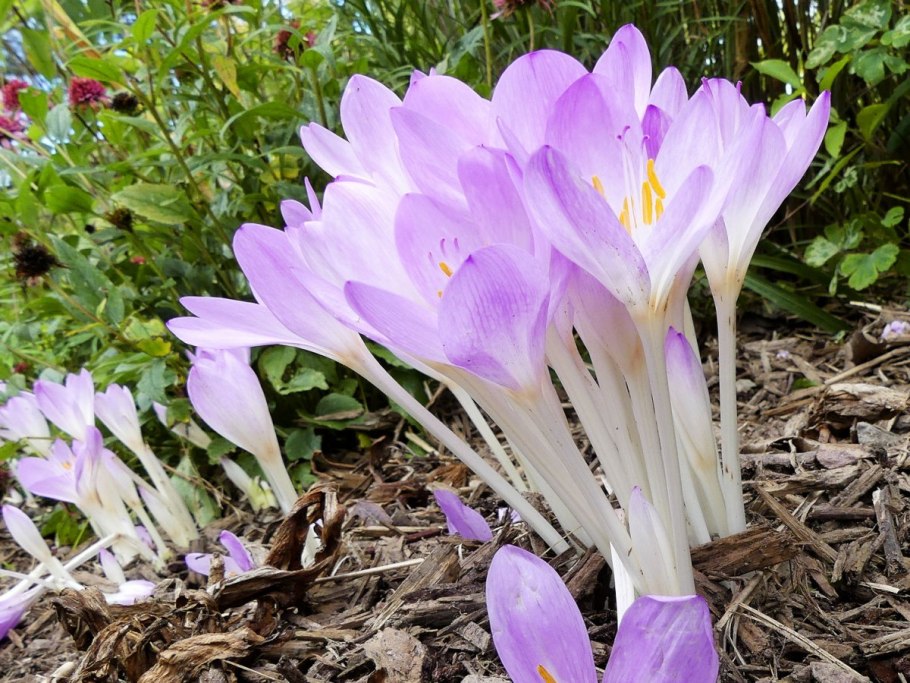Цветок безвременник Альба