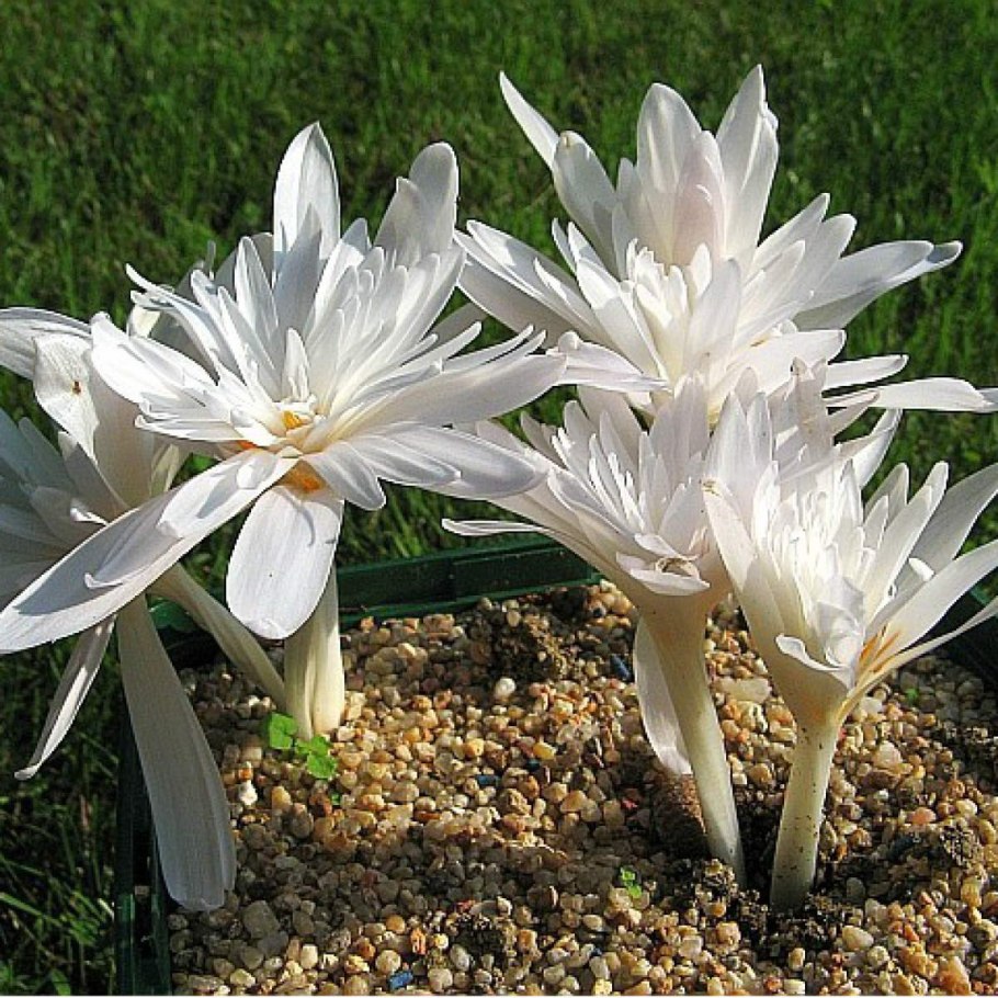 Безвременник осенний