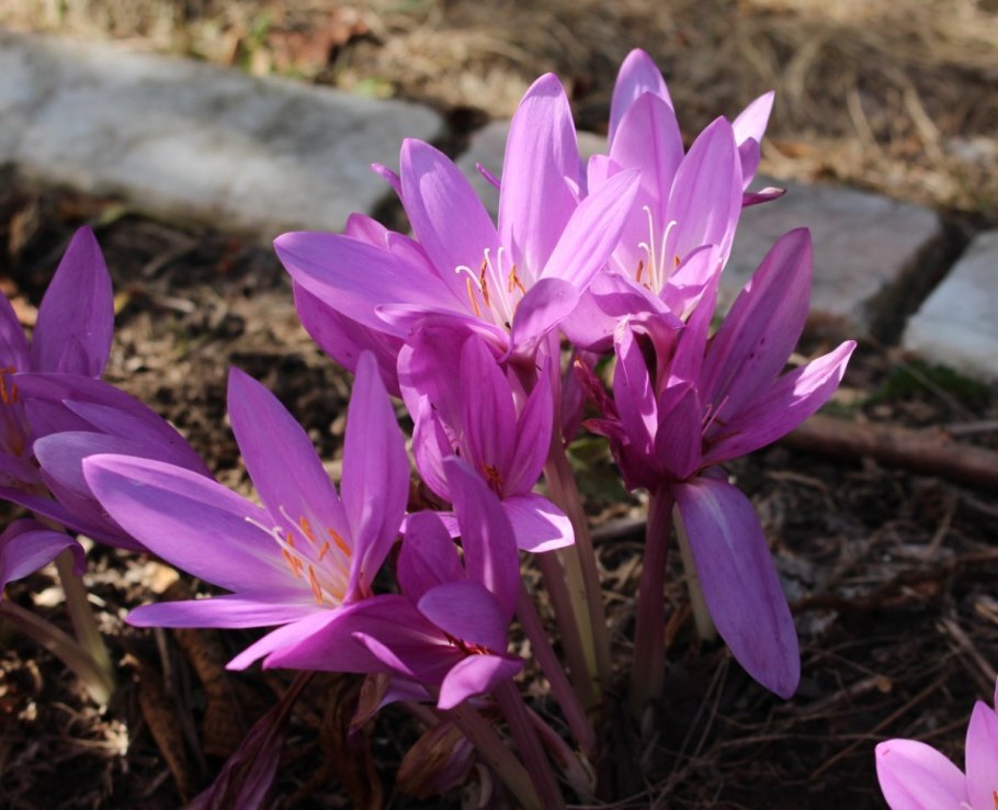 Colchicum autumnale ( колхикум аутумнале ) безвременник осенний