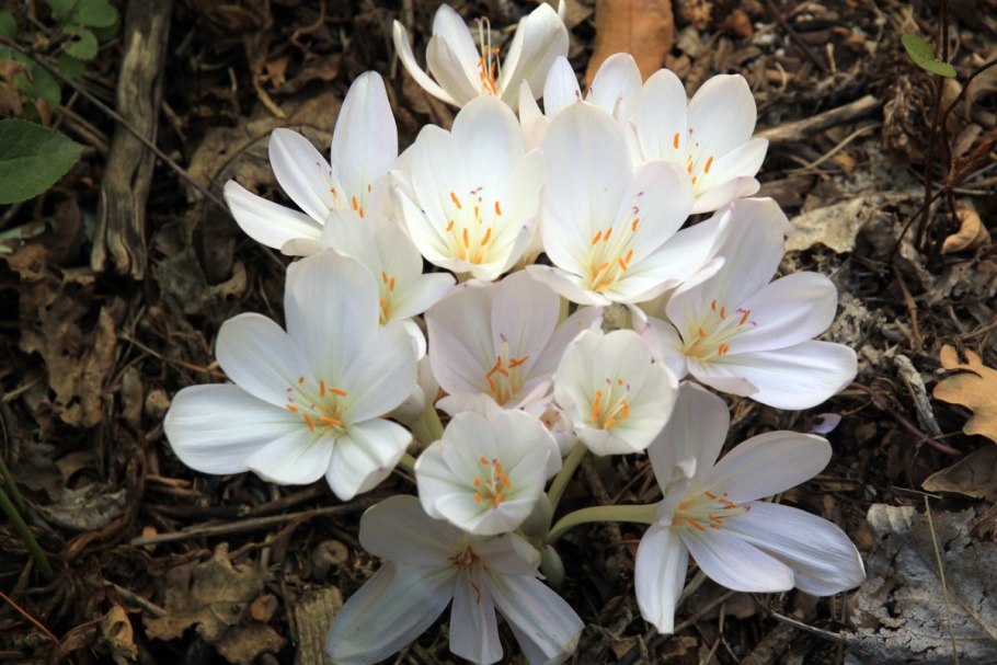 Безвременник (Colchicum)
