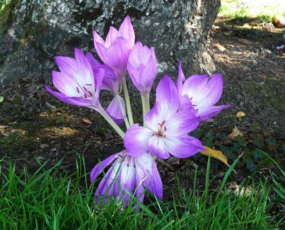 Безвременник цветок садовый