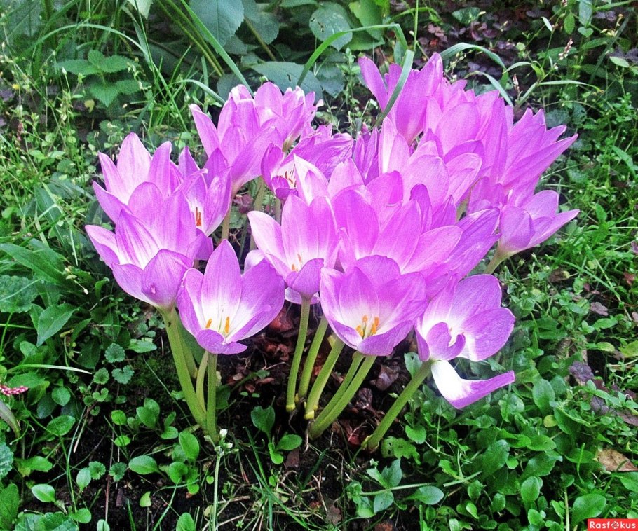 Безвременник Совича