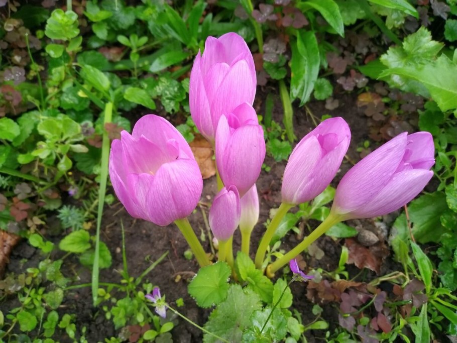 Безвременник Colchicum Harlekijn