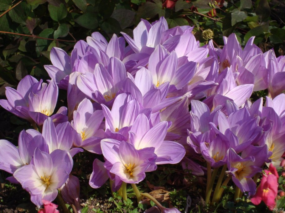 Безвременник осенний Colchicum autumnale