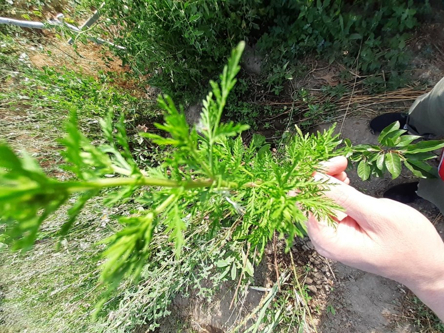 Полынь Артемизия аннуа