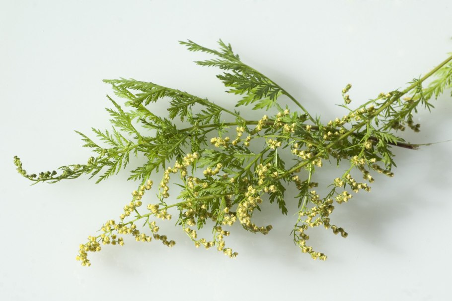 Артемизинин, "Artemisia annua