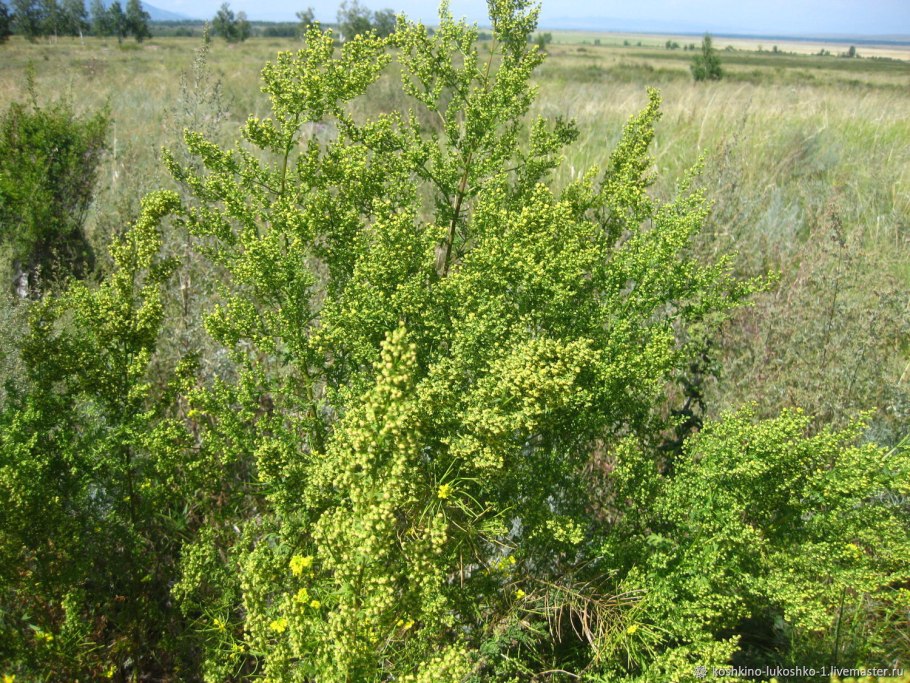 Полынь однолетняя Artemisia annua
