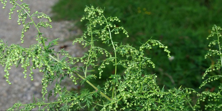 Артемизинин, "Artemisia annua