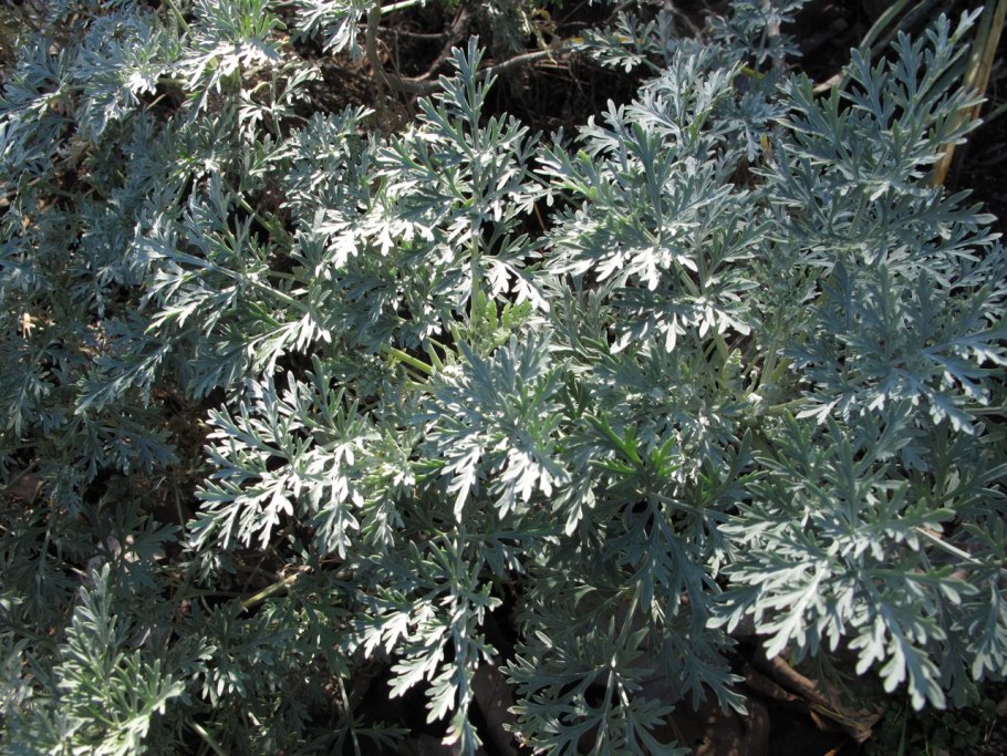 Сладкая Полынь Artemisia annua