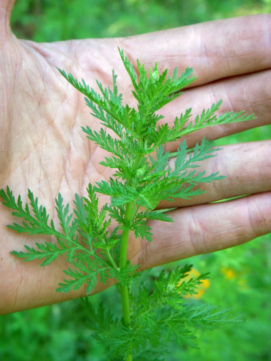 Артемизинин, "Artemisia annua