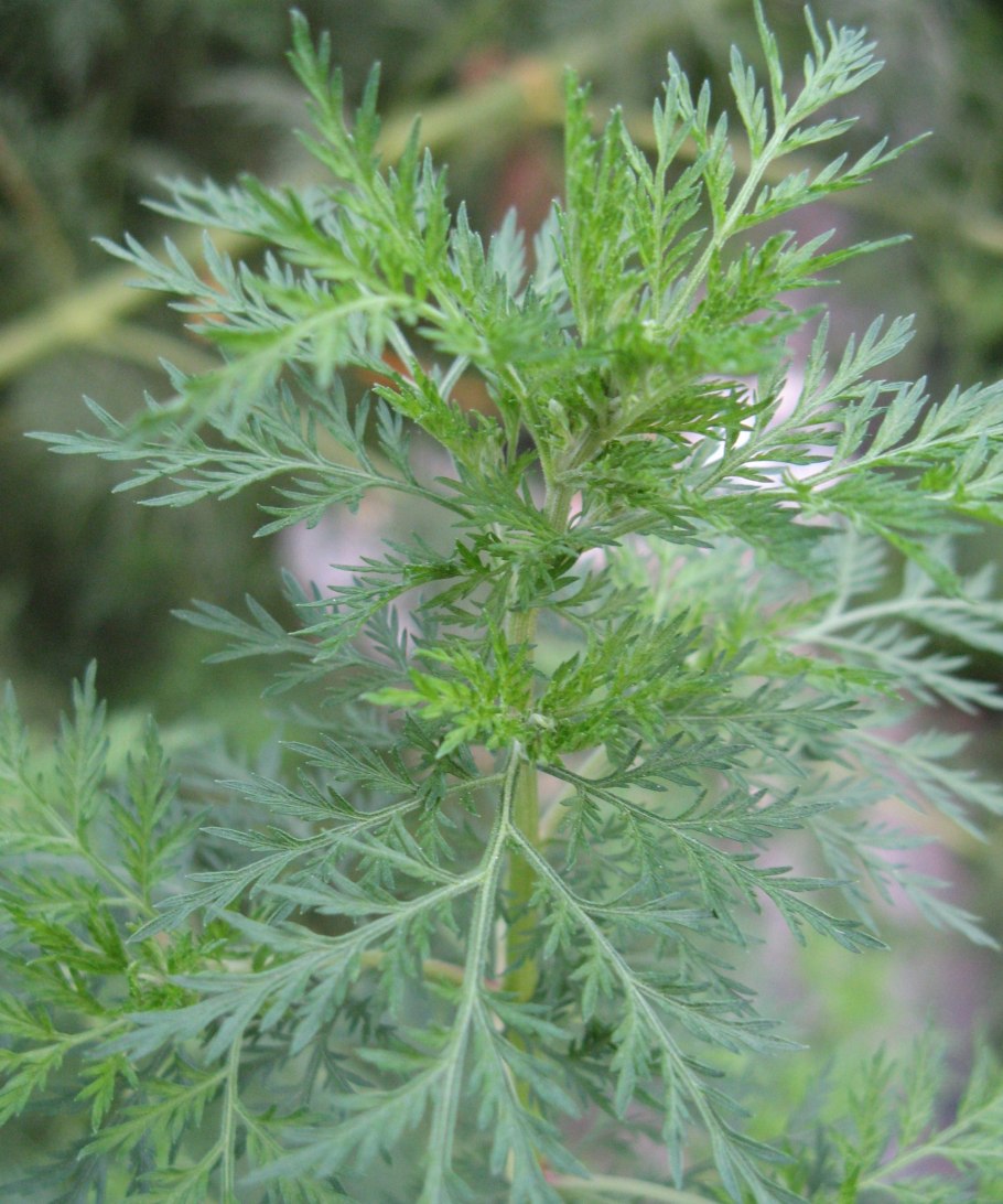 Полынь цитварная