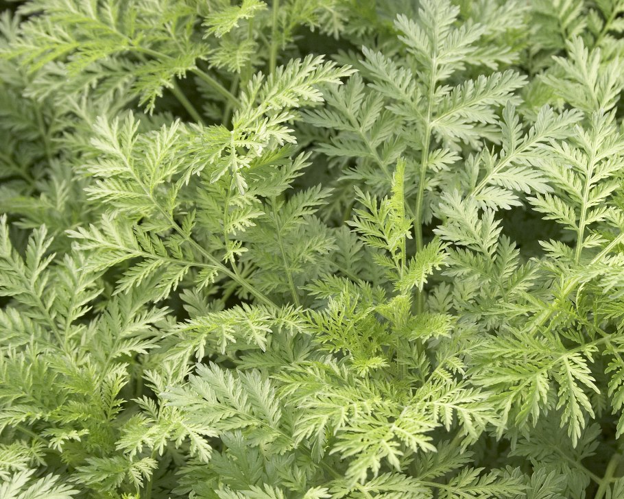 Полынь однолетняя от малярии