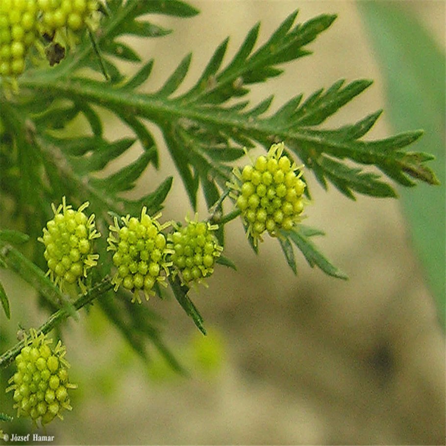 Полынь artemisia annua