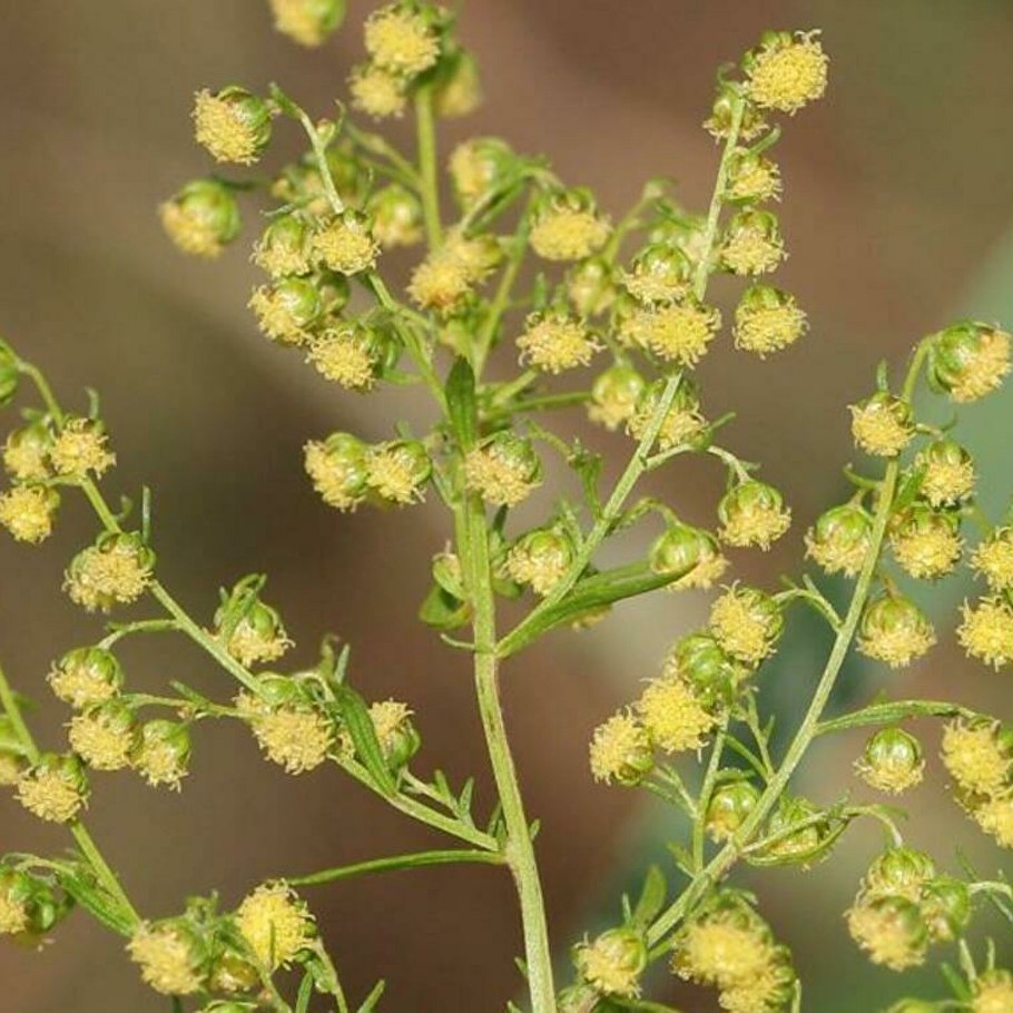 Artemisia annua, или Полынь однолетняя